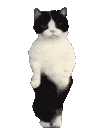 :cat_belly_dance: